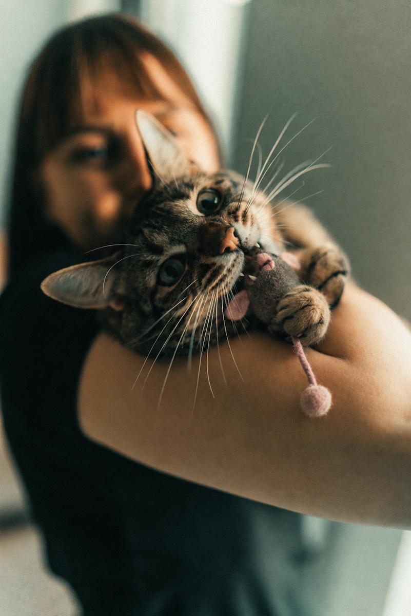 A tabby cat chewing a felt mouse in its human's arms