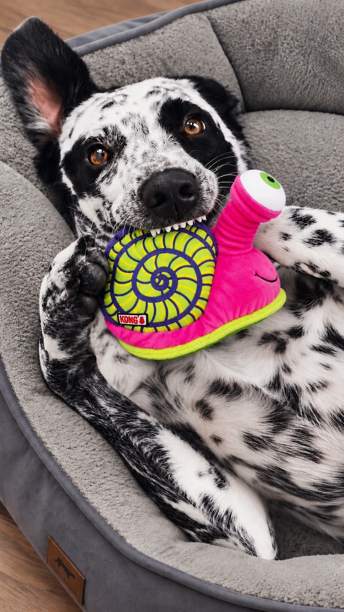 A dog living its best life